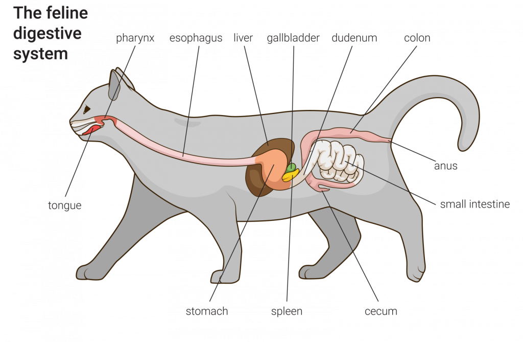 Calibra VDcat pro www - Gastro - Sch1 - ANGL